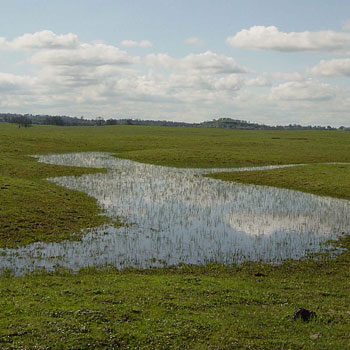Constructing Vernal Pools For Ecological Function